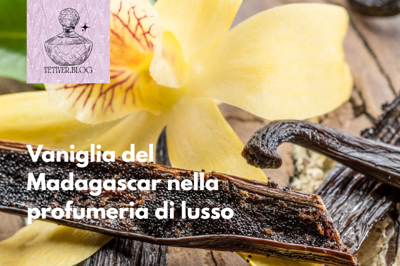 Vaniglia del Madagascar nella profumeria di&nbsp;lusso